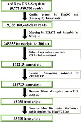 Frontiers Genome Wide Identification And Characterization Of Tissue